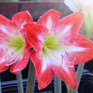 Hippeastrum ‘Minerva’ – Amaryllis – Barbados Lily – get a quote