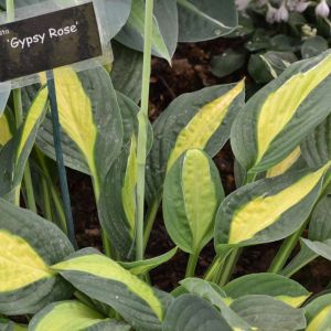 Hosta ‘Gypsy Rose’ – Plantain Lily ‘Gypsy Rose’ get a quote