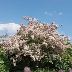 Kolkwitzia amabilis ‘Pink Cloud’ – Beautybush – get a quote