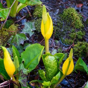 Lysichiton americanus – Yellow Skunk Cabbage  – Skunk Cabbage – Lysichitum – get a quote