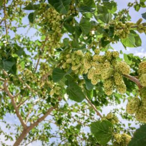 Morus alba – Morus bombycis – White Mulberry – Fruitless Mulberry – Silkworm Mulberry – Mulberry – get a quote