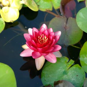 Nymphaea ‘William Falconer’ – Waterlily – get a quote