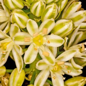 Ornithogalum longibracteatum – Ornithogalum caudatum – False Sea Onion- Star-of-Bethlehem – get a quote