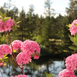 Rhododendron ‘Homebush’ – Azaleas – get a quote