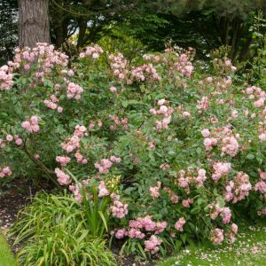 Rosa ‘Conelia’ – Rose ‘Conelia’ get a quote