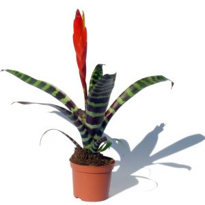 Vriesea splendens – Vriesea speciosa – Flaming Sword – Tillandsia Splendens – bomeliad get a quote