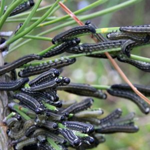 European Pine Sawfly – Neodiprion sertifer get a quote