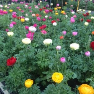 Ranculus get a quote