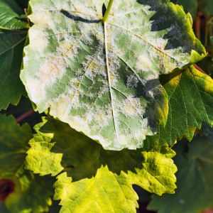 Downy Mildew get a quote