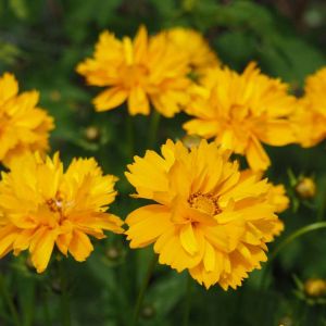 Coreopsis ‘Grandiflora’ – Coreopsis ‘Golden Shower’ – Tickseed – get a quote