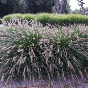 Pennisetum alopecuroides ‘Hameln’ – Pennisetum compressum ‘Hameln’ – Chinese Pennisetum – Fountain Grass – Swamp Foxtail- get a quote