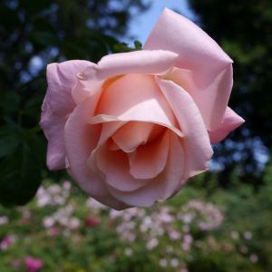 Rosa ‘Breath of Life’ – Rose ‘Breath of Life’ get a quote