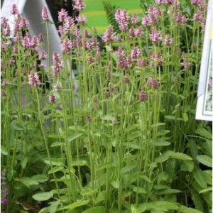 Stachys monnieri – Lamb’s ear – Woolly betony – get a quote