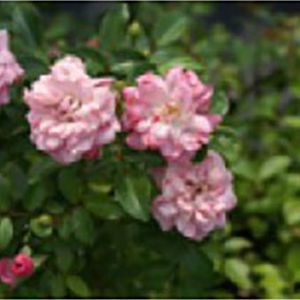 Rosa ‘The Fairy’ – Rose ‘The Fairy’ get a quote