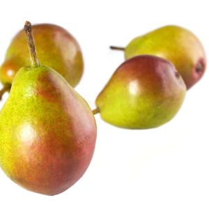 Pyrus – Pear – Seckel Pear tree get a quote