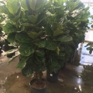 Ficus lyrata – bush Fiddle leaf Fig – get a quote