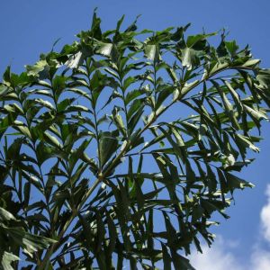 Caryota mitis – Clustered Fishtail Palm – Burmese Fishtail Palm – Fishtail Palm – get a quote