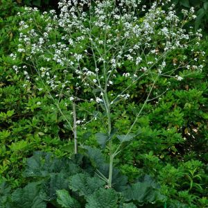 Crambe cordifolia – Colewort – get a quote