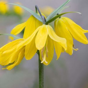 Fritillaria chitralensis – Fritillary get a quote