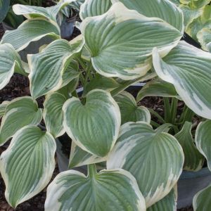 Hosta ‘Victory’ – Plantain Lily ‘Victory’ get a quote