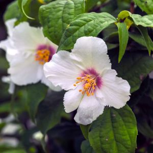 Philadelphus ‘Belle’ Etoile’ – Mock Orange – get a quote