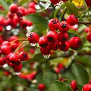Pyracantha x watereri – Firethorn – get a quote