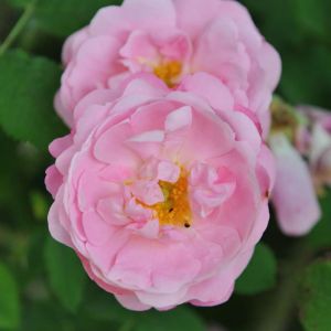 Rosa ‘Belle Amour’ – Rose ‘Belle Amour’ get a quote