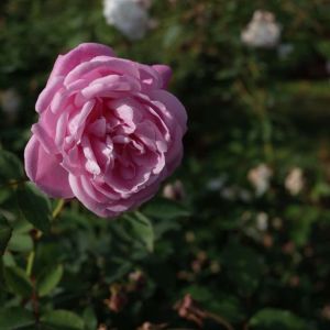 Rosa ‘Hermosa’ – Rose ‘Melanie Lemaire’ – Rose Mme. Neumann – get a quote