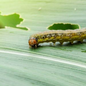 Fall Armyworm – Spodoptera frugiperda get a quote