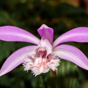 Pleione – Orchids get a quote