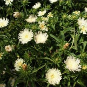 Stokesia ‘Mary Gregory’ – Stokes Aster – get a quote