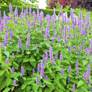 Agastache ‘Blue Fortune’ – Blue Fortune Agastache – get a quote