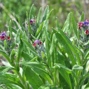 Cynoglossum officinale – Hound’s Tongue – get a quote