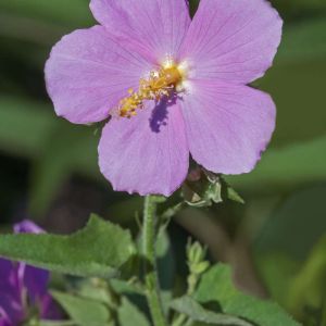 Kosteletzkya virginica – Salt Marsh Mallow – Fen Rose – Seashore Mallow – get a quote