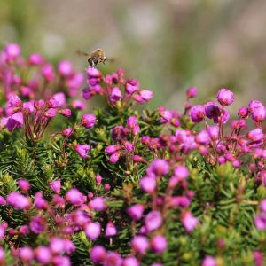 Phyllodoce empetriformis – Pink Mountain Heather – get a quote