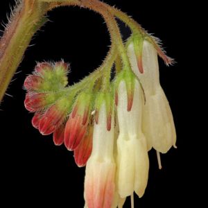 Symphytum ibericum – Symphytum grandiflorum of gardens – Comfrey – get a quote