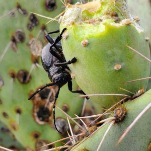 Cactus Loghorn – Moneilema armatum get a quote