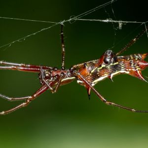 Orb Weavers – Orb-web Spiders – Micrathena get a quote