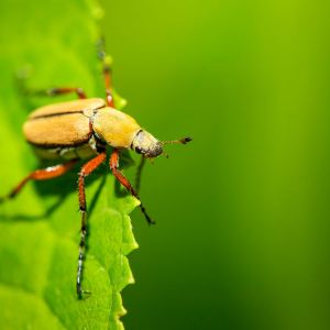 Rose Chafer – Macrodactylus subspinosus get a quote