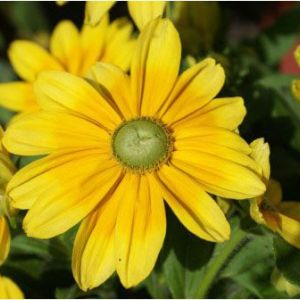 Rudbeckia hirta ‘Prairie Sun’ – Gloriosa daisy – get a quote