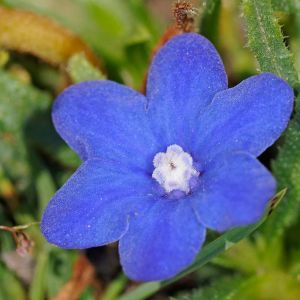Anchusa capensis ‘Blue Bird’- Alkanet – Summer Forget-me-not get a quote