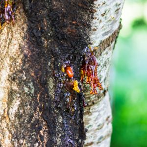 Bleeding Canker – Phytophthora cactorum – Phytophthora cambivora – Phytophthora gonapodyides – Phytophthora plurivora get a quote