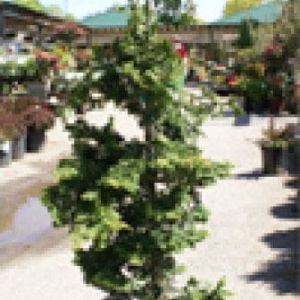 Chamaecyparis – Hinoki cypress ‘Aurea’ get a quote