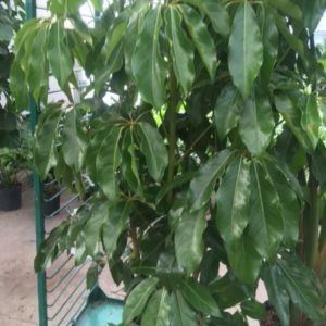 Schefflera ‘Amate’ – Schefflera actinophylla – Brassaia actinophylla – Australian Ivy Palm – Octopus Tree – Queensland Umbrella Tree get a quote