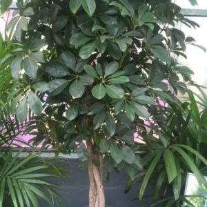 Schefflera arboricola – Medium – Braided Elf Schefflera – get a quote