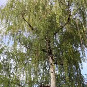 Betula pendula ‘Youngii’ – ‘Young’s Weeping Birch’ – Betula alba – Betula verrucosa – European Birch – European Silver Birch – Silver Birch – White Birch – Weeping Birch get a quote