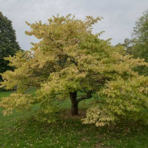 Celtis jessoensis – Celtis bungeana var. jessoensis – Jesso Hackberry – Hackberry – Nettle Tree – get a quote