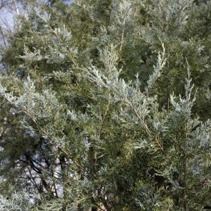 Juniperus scopulorum ‘Blue Heaven’ – Rocky Mountain Juniper – Sabina – Juniper get a quote
