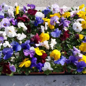 Pansy Delta money mix get a quote