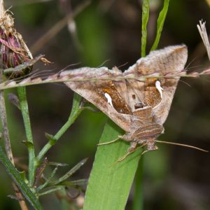 Celery Looper – Anagrapha falcifera get a quote